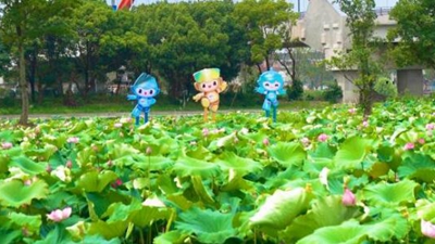 有“颜值”,更有“产值”——杭州临平美丽乡村走访见闻