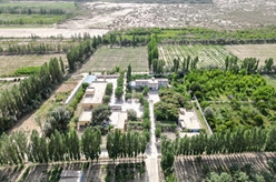 买尔当&middot;克依木：为沙漠增添新绿