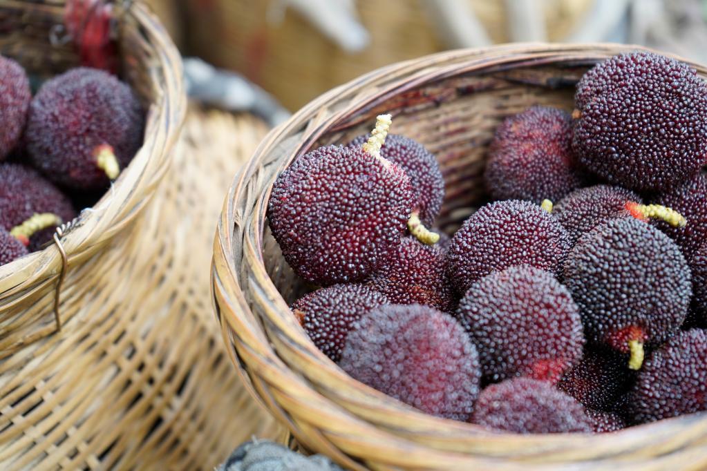 一颗杨梅的&ldquo;时间之旅&rdquo;