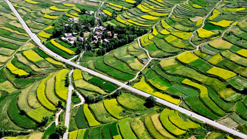 甘肃积石山：大地&ldquo;镶金&rdquo;扮靓和美乡村