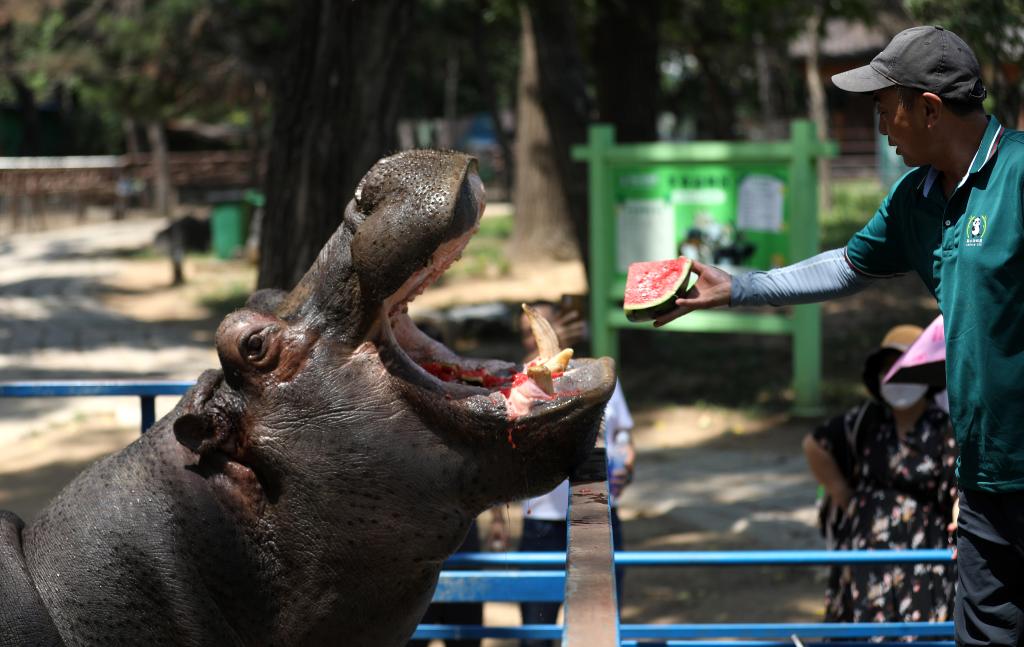 辽宁鞍山：动物消暑享&ldquo;清凉&rdquo;