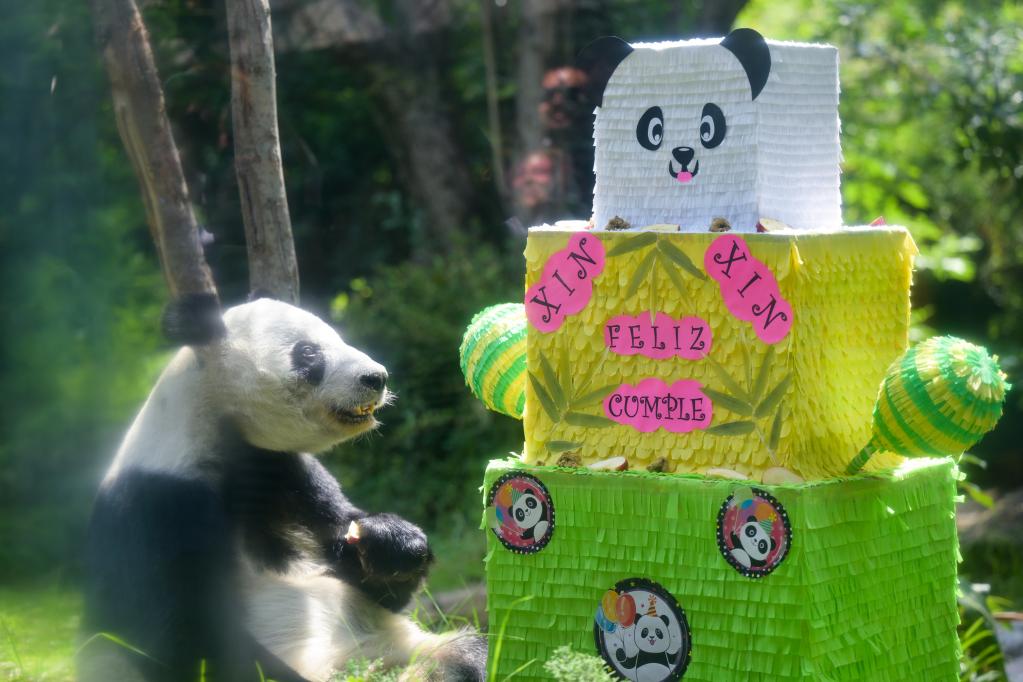 墨西哥为大熊猫&ldquo;欣欣&rdquo;庆祝33岁生日
