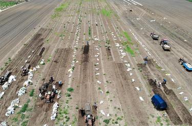 黑龙江铁力：产业发展让平贝变&ldquo;金&rdquo;贝