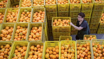 湖北秭归：脐橙产业助推乡村振兴