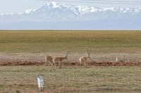 新时代中国调研行&middot;长江篇丨守护藏羚羊&mdash;&mdash;一位科研工作者与藏羚羊的20年情缘