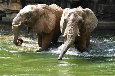 动物消暑有&ldquo;凉&rdquo;方