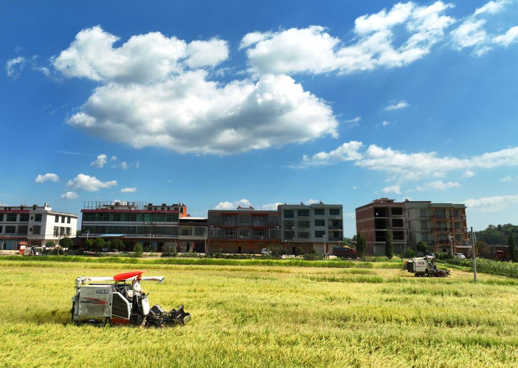 湖南：夏日炎炎忙&ldquo;双抢&rdquo;