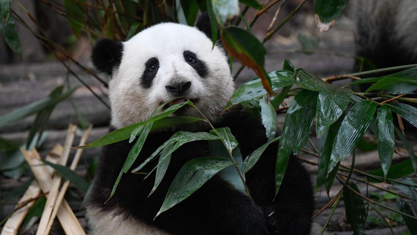 能与&ldquo;花花&rdquo;拼人气的，恐怕只有&ldquo;蓉宝&rdquo;了