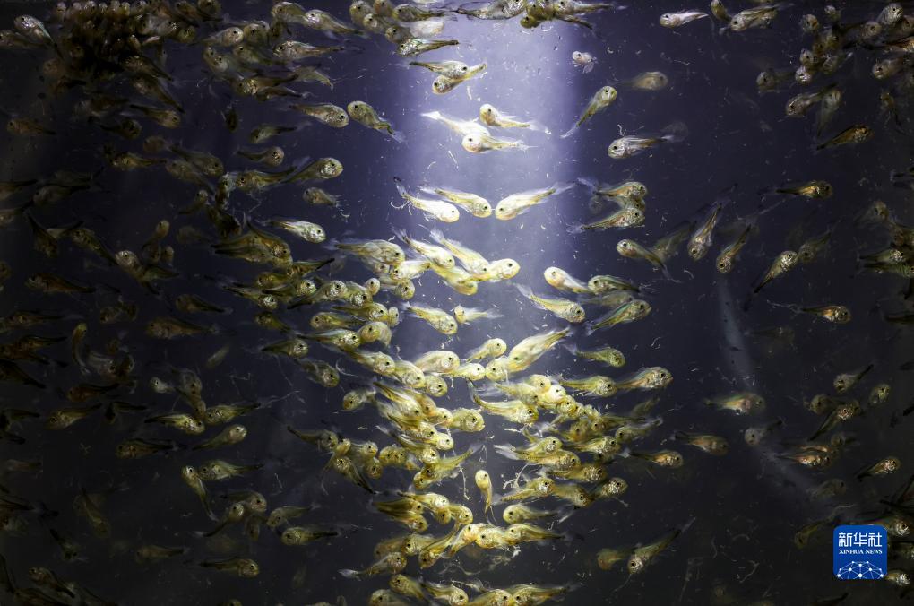 神州风物丨大黄鱼&ldquo;重生&rdquo;记