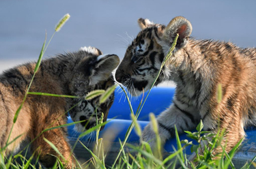 新华全媒+丨大小老虎齐出镜 &ldquo;老虎日&rdquo;里展雄风