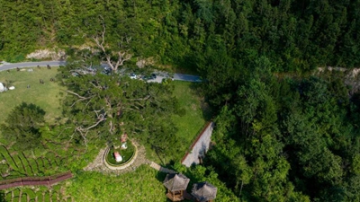 湖北神农架：“以虫治虫”守护森林健康