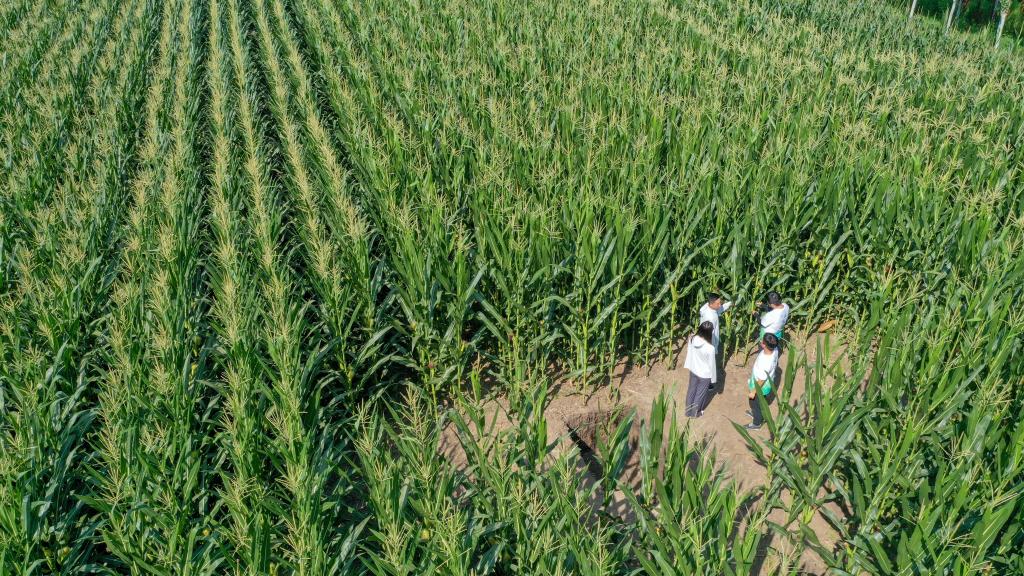 新华全媒+丨为更多黑土地盖上&ldquo;被子&rdquo;