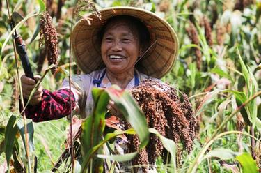贵州赤水：&ldquo;订单高粱&rdquo;映红富民路