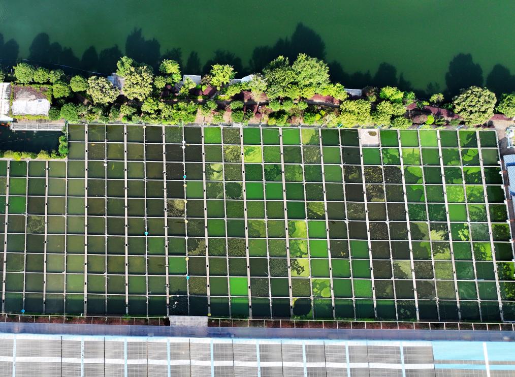 改革故事丨&ldquo;金鱼村&rdquo;的变迁