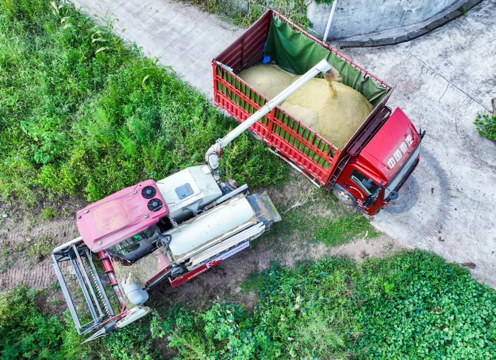 重庆永川：机械化作业为水稻收割按下快进键