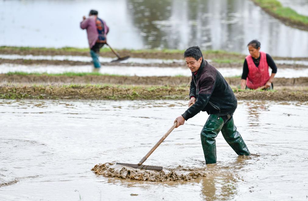 新华全媒+丨春播希望 秋收幸福&mdash;&mdash;稻农老陈育种记
