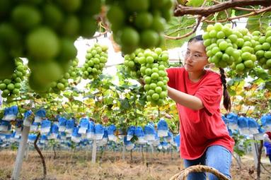 &ldquo;95后&rdquo;海归硕士变身田园&ldquo;创客&rdquo;