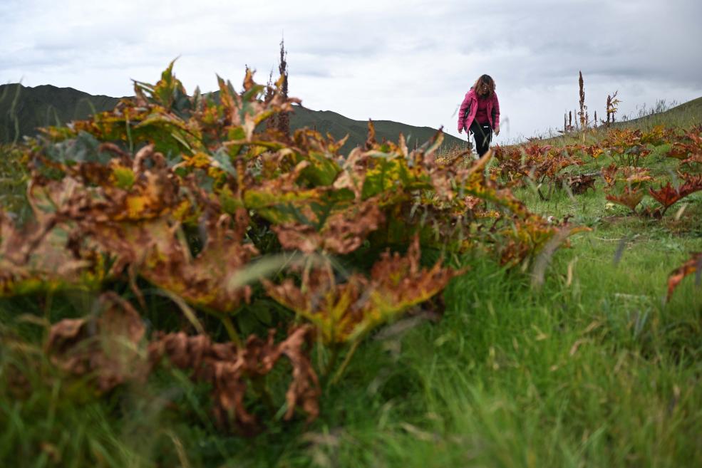 青海果洛：&ldquo;草药间种&rdquo;助力黑土滩治理