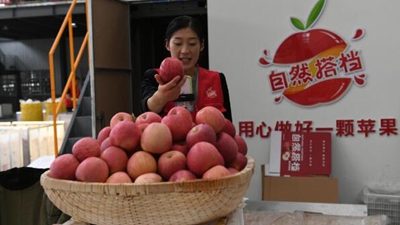 小苹果创出产业大天地——陕西洛川苹果产业集群见闻