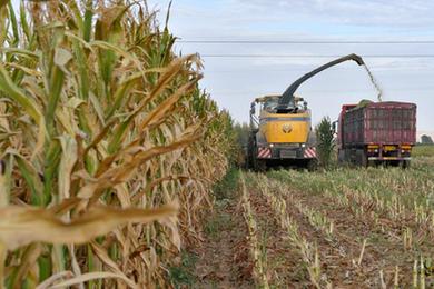 抗旱&ldquo;粮改饲&rdquo;减灾保收