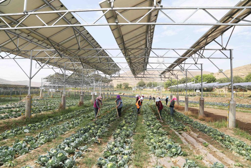 甘肃通渭：&ldquo;光伏+农业&rdquo;助力乡村振兴