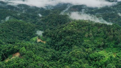 文化新观察丨景迈山上,茶香千年