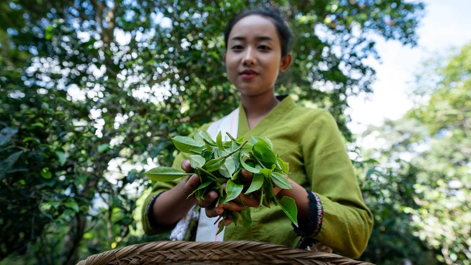 景迈山古茶林进入秋茶采摘期
