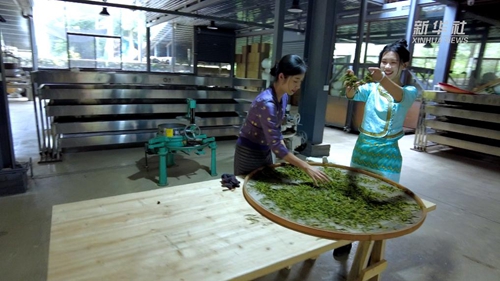 VLOG:一饼普洱茶是怎样制成的?