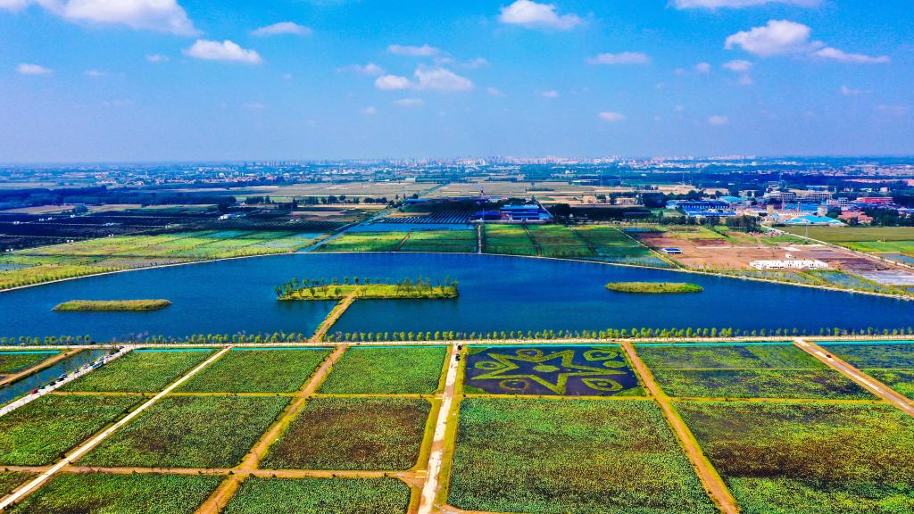 山东郓城：采煤塌陷地变身农文旅&ldquo;聚宝盆&rdquo;