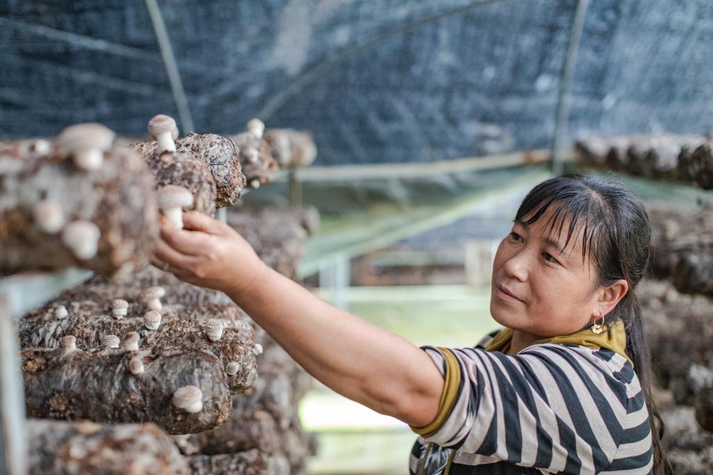 山区小香菇 &ldquo;长&rdquo;成出口名产品