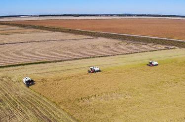 &ldquo;北大仓&rdquo;秋收忙