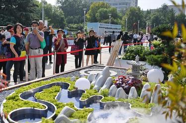 河北石家庄：园林&ldquo;微景观&rdquo;展为假期添彩