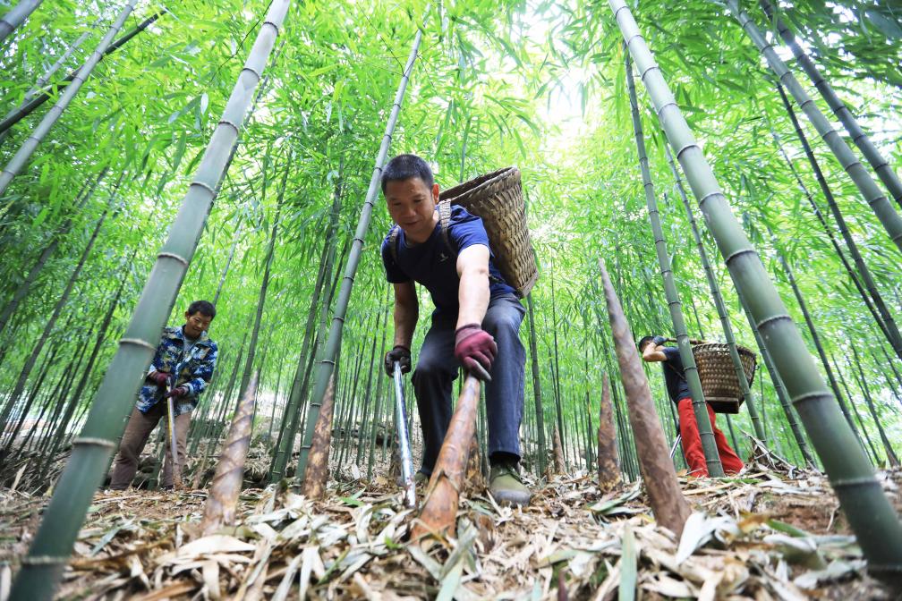 贵州赤水：采收竹笋