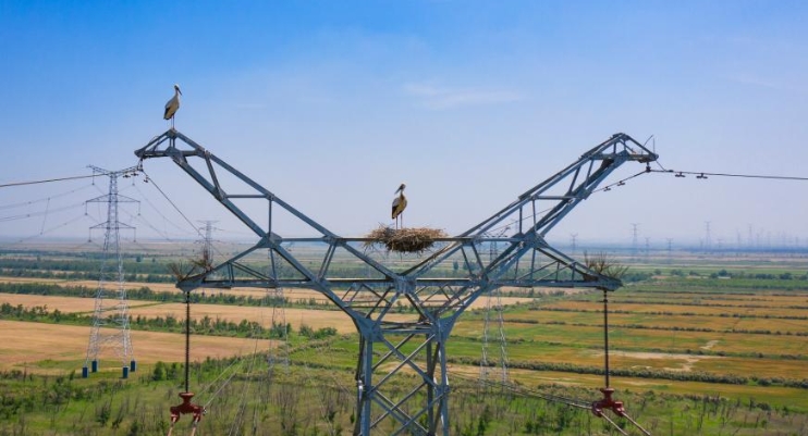 守护输电铁塔上“跳动的音符”——黄河口谱写“线鸟共生”和谐乐章