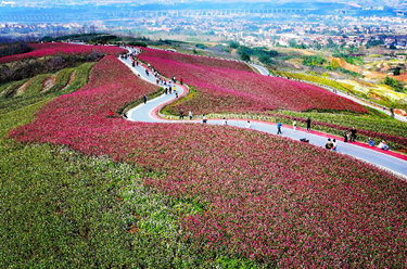 陕西蓝田:荞麦岭上花如潮