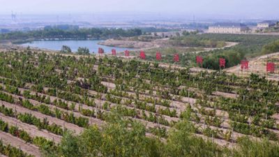 内蒙古乌海：黄河边的葡萄产业农文旅融合探索