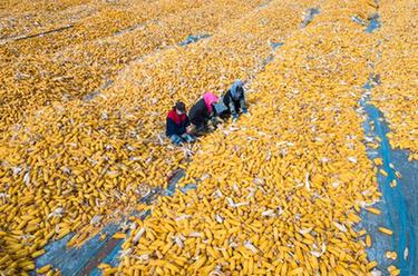 黑龙江&ldquo;黄金玉米带&rdquo;迎来好&ldquo;丰&rdquo;景