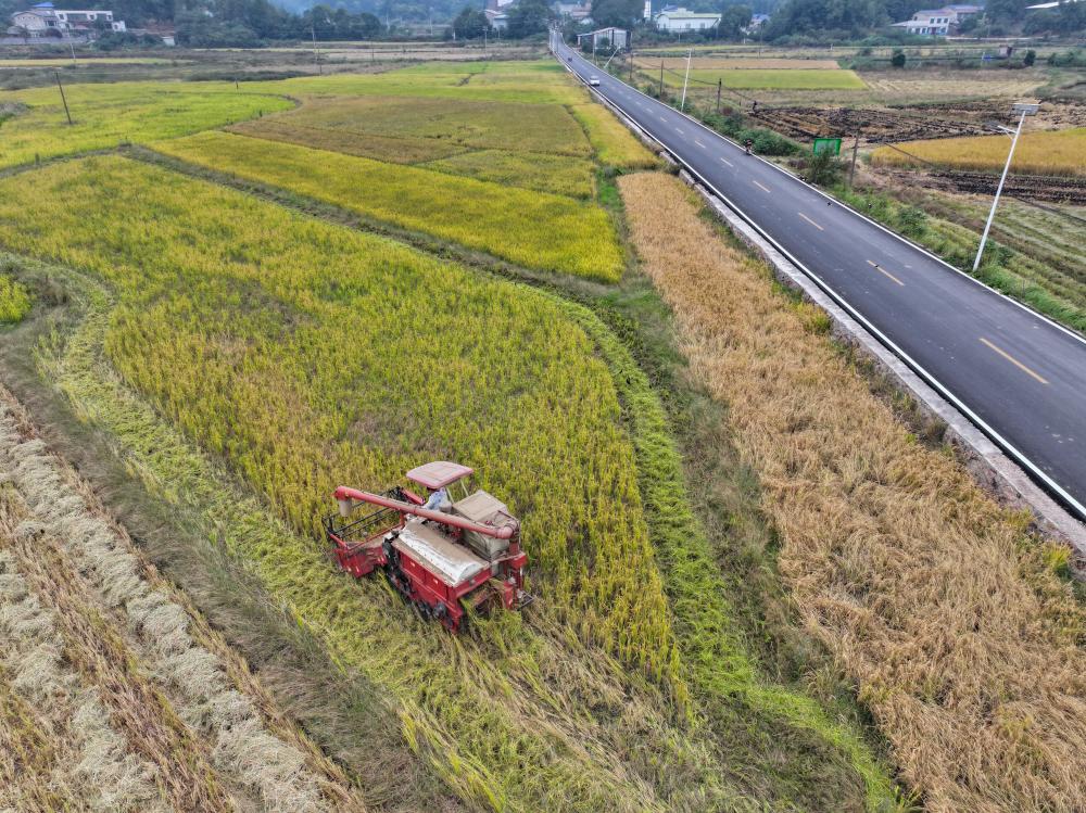 湖南湘潭：&ldquo;稻油轮作&rdquo;促增收