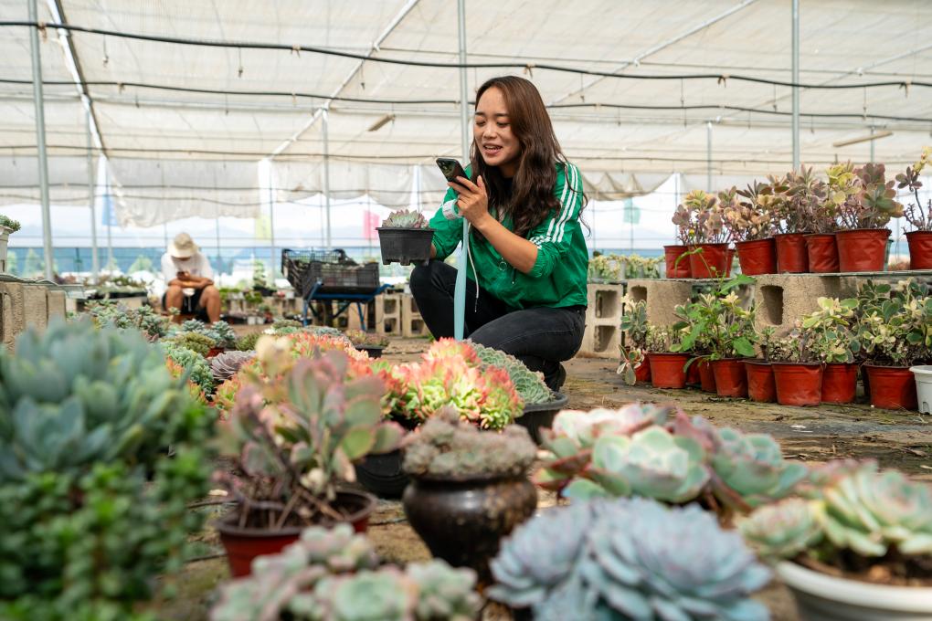 乡村行&middot;看振兴丨云南晋宁：&ldquo;乡村星主播&rdquo;开拓多肉植物市场