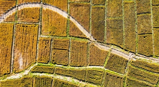 汾河岸畔稻花香