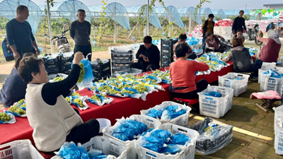 黄河岸边果飘香——山西运城水果产业高质量发展观察
