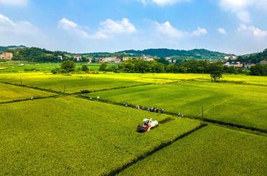湖南双峰：&ldquo;稻再油&rdquo;示范片&ldquo;一田三收&rdquo;促增产