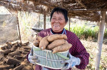 乡村行&middot;看振兴｜大别山麓药材种植富乡村
