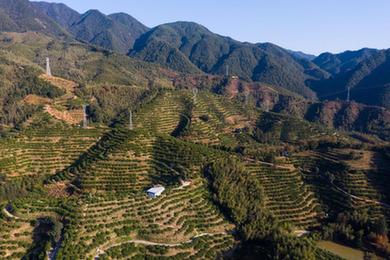 浙江庆元点亮&ldquo;金色&rdquo;林业