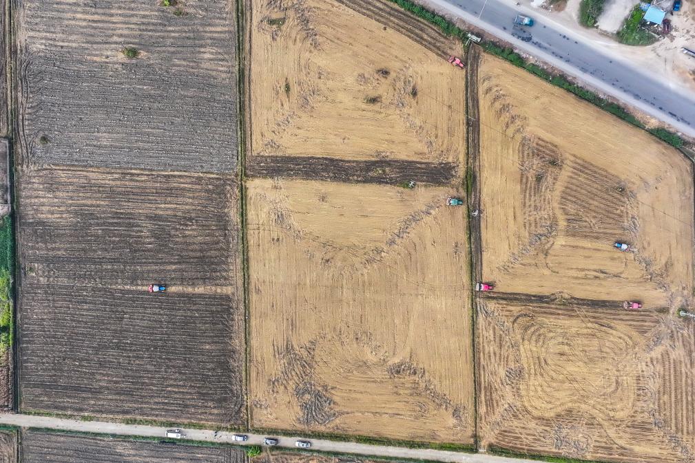 广西贵港：&ldquo;稻菜轮作&rdquo;助农增收