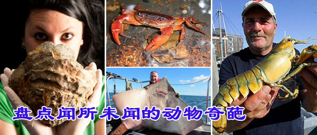 盘点闻所未闻的动物奇葩