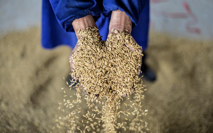 镉源难寻 &ldquo;毒米&rdquo;伤谁？