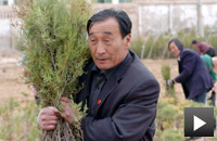 石光银:永做不老樟子树