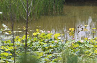 毛乌素沙地里的荷塘