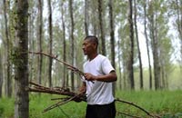 为小家造林 成大家绿荫